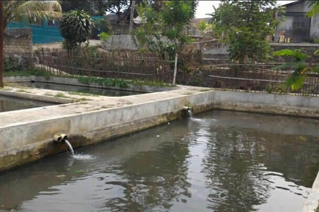 Kolam-Ikan-Mudball