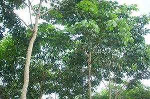 TESTIMONIPOKOKGETAH-palong7-daunrimbun1024x680-1024×680