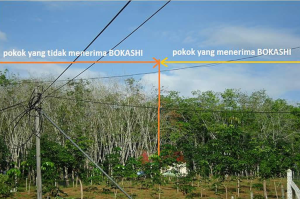TESTIMONIPOKOKGETAHKedah-1024×680
